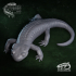 Salamanders, Volume 1: Multipack image