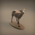Tufted Deer image