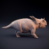 Juvenile Diabloceratops - dinosaur baby image