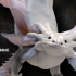 Tlanextic, Astral Axolotl image