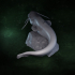 Wels Catfish Silurus glanis image