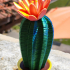 Springo Cactus Trichocereus print image