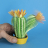 Springo Cactus Trichocereus image