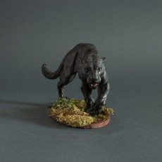 Picture of print of Black Panther - Jaguar
