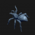 Tarantula Spider . image