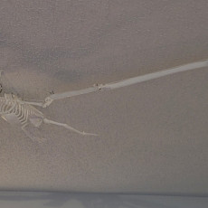 Picture of print of Pteranodon Skeleton