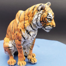 Picture of print of Bengal Tiger Sit