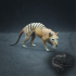 Thylacine (Tasmanian Tiger, Thylacinus cynocephalus) image