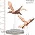 013-1-010 Flying Dinosaur Archaeopteryx image