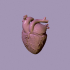 human heart image