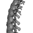Human spine image
