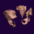 human pelvis image