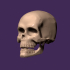 human skull image