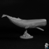 Sperm Whale - Animal print image
