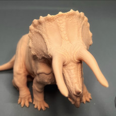 Picture of print of Triceratops resting dinosaur