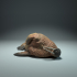 Walrus Sleep image