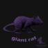 giant rat image