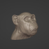 Chimpanzee Bust Head Statue Chimp image