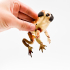 Pug Flexi Toad Frog articulated print-in-place no supports dog image