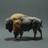 American Bison image