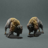 American Bison - Fight image