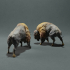 American Bison - Fight image
