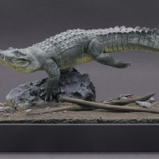 Picture of print of American Alligator - Swim