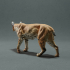 Bobcat / Lynx image