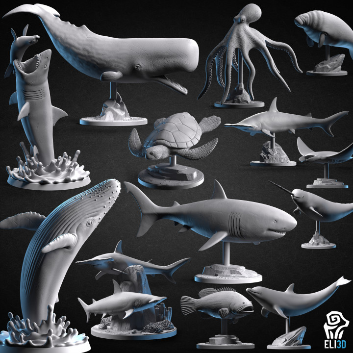 Animals - Ocean Wildlife's Cover