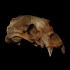 Skull of a brown bear image