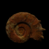 Ammonite fossil image