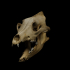 Wolf jaw and skull image