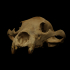 Skull of a brown bear image