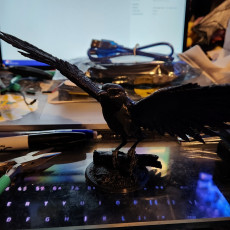 Picture of print of Magpie Take off Mounted