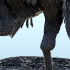 Achillobator dinosaure (5) - High detailed Prehistoric animal HD Paleoart image