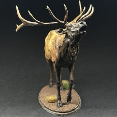 Picture of print of Red Deer Stag Call