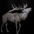 Red Deer Stag Call print image