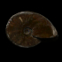Ammonite fossil from the Dolomites image