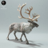 Reindeer / Caribou Bull Calling image