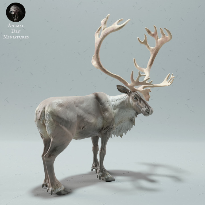 3D Printable Reindeer / Caribou Bull by Animal Den Miniatures