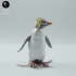 Rockhopper Penguin image
