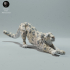 Snow Leopard Stretching image