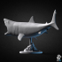 Great White Shark Attacking - Animal image