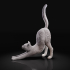 Cat stretching image