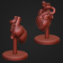 Human Heart Anatomy Sculpture Statue Art image