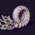 nautilus snail image
