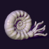 nautilus snail image