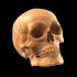 Human skull image