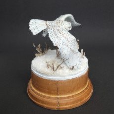 Picture of print of Snowy Owl
