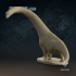 Dreadnoughtus schrani : Female image